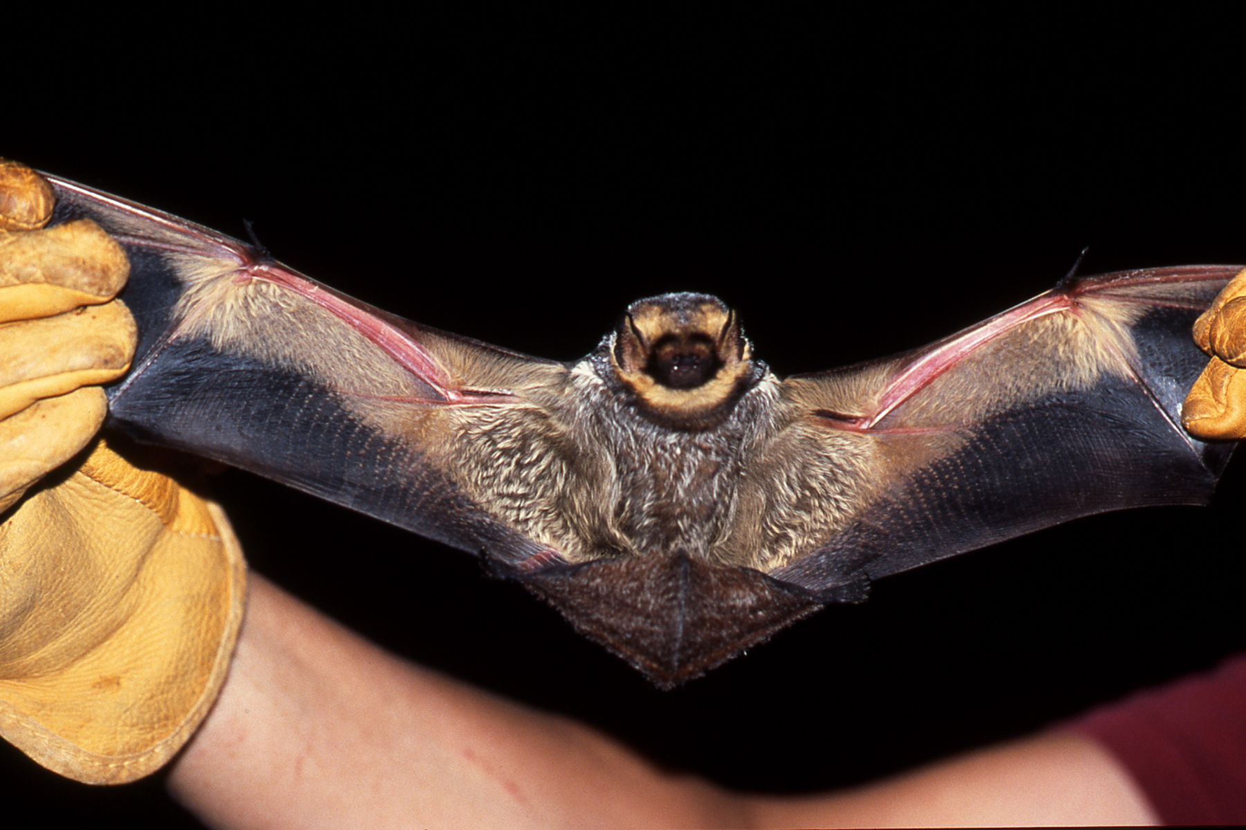 Turnbull NWR Hoary Bat | FWS.gov